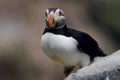 photo of a puffin with its beak forward