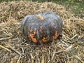 Photo of a pumpkin with an on a haystack for halloween. autumn composition