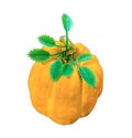 Photo pumpkin on a white background, isolate