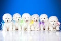 Photo of puppies Samoyed breed Royalty Free Stock Photo