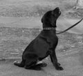 Black Labrador. 3 months. Kiev. Royalty Free Stock Photo