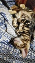 Photo purebred bengal cat with a beautiful pattern on the wool asleep on a blanket Royalty Free Stock Photo