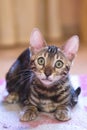 Photo of a purebred tabby and spotted bengal cat lying and looking forward