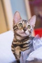 Photo of a purebred tabby and spotted bengal cat lying and looking forward