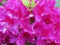 Purple Azalea Flowers in the Garden in Spring Royalty Free Stock Photo