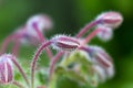 Photo: Purple comfrey flowers in a close vie