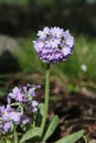 a purple Drumstick primrose flower in a spring garden