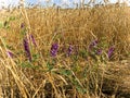 Photo Purple flowers of sweet peas on a background of golden ears of wheat