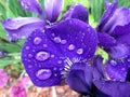 Purple Iris Flower Petal in the Rain in May Royalty Free Stock Photo