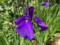 Pretty Purple Iris Flower in Summer in June