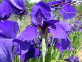 Purple Iris Flowers in Full Bloom Royalty Free Stock Photo