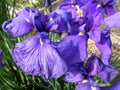 Purple Iris Flowers in Full Bloom in June in Spring Royalty Free Stock Photo