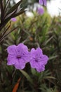 Photo of purple kenanga flower plant. Its latin name is Ruellia simplex.