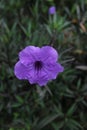 Photo of purple kenanga flower plant. Its latin name is Ruellia simplex.