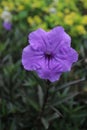 Photo of purple kenanga flower plant. Its latin name is Ruellia simplex.