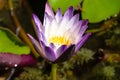 Photo purple lotus in fish pond in front of house ornamental plants.