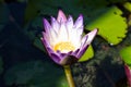 Photo purple lotus in fish pond in front of house.