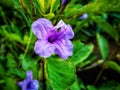 photo of purple ornamental plant flowers from the front angle
