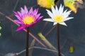 White and purple lotus flowers