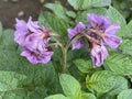 photo of purples potato flowers appearing on the top of a potato tree Royalty Free Stock Photo