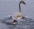 photo of a puzzled swan under attack of a crazy duck