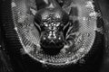 Photo of python skin in black and white, high quality, high resolution Royalty Free Stock Photo