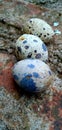 photo of a quail egg on a mossy red brick floor