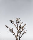 Solitude in Nature Lone Tree Standing Tall