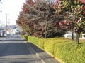Photo of a quiet residential street of a beautiful neighborhood Royalty Free Stock Photo