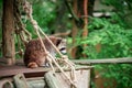 raccoon in Pairia Daiza