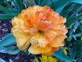 Rain Soaked Orange Flower in April