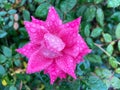 Rain Soaked Pink Rose