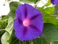 Rain Soaked Purple Flower