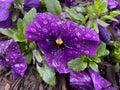 Rain Soaked Purple Pansy Flower