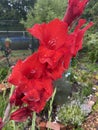 Rain Soaked Red Gladiolus Flowers in Early Summer Royalty Free Stock Photo