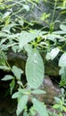 Rain cristal water drop on green leaf Royalty Free Stock Photo