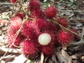 Photo Rambutan fruits under the tree Royalty Free Stock Photo