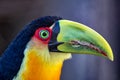 Photo of a Ramphastos dicolorus aka Green-billed Toucan, typical bird of Brazil, Argentina and Paraguay