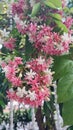 Close-up of Pink and Red Rangoon Creeper (Combretum indicum) Royalty Free Stock Photo