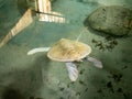 Photo of rare albino turtle swimming in ocean water tank at turtle rescue center on Sri Lanka