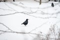 Photo Raven in the snow in winter