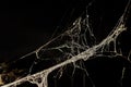 Photo of real spider web over dark background, Halloween concept, place for text, isolated