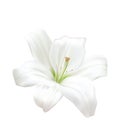 Photo-realistic Beautiful White Lily Isolated On White Background Royalty Free Stock Photo