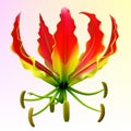 Photo-realistic gloriosa flower Royalty Free Stock Photo