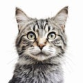 Photo-realistic Gray Tabby Cat Close-up In Precisionist Art Style
