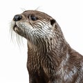 Photo-realistic Otter Portrait: Maya Rendered With Neo-plasticist Style