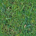 Photo realistic seamless grass texture in high resolution with more than 6 megapixel Royalty Free Stock Photo