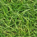 Photo realistic seamless grass texture in high resolution with more than 6 megapixel