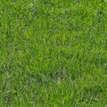 Photo realistic seamless grass texture in high resolution with more than 6 megapixel Royalty Free Stock Photo