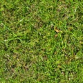 Photo realistic seamless grass texture in high resolution with more than 6 megapixel Royalty Free Stock Photo